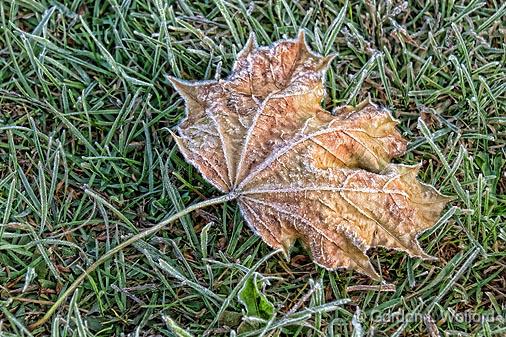 First Frost_16093.jpg - Photographed at Smiths Falls, Ontario, Canada.